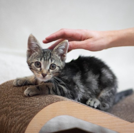Котёнок Сэм в добрые руки. В дар!, котенок 2 месяца