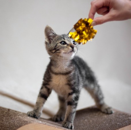 Котёнок Сэм в добрые руки. В дар!, котенок 2 месяца