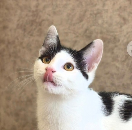Федя ищет смью, котенок 5 месяцев