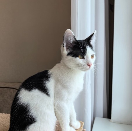 Федя ищет смью, котенок 5 месяцев