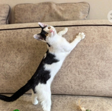 Федя ищет смью, котенок 5 месяцев