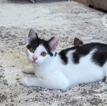 Федя ищет смью, котенок 5 месяцев