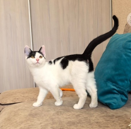 Федя ищет смью, котенок 5 месяцев