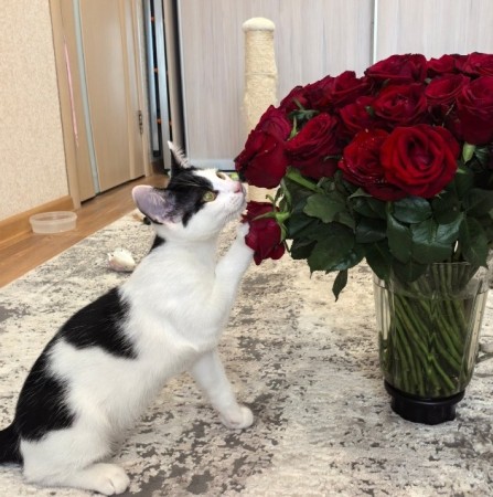 Федя ищет смью, котенок 5 месяцев