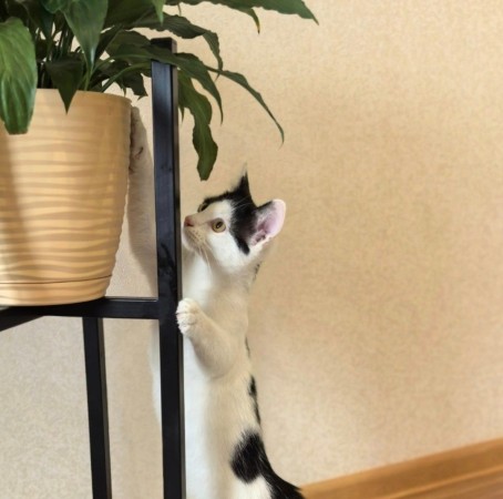 Федя ищет смью, котенок 5 месяцев