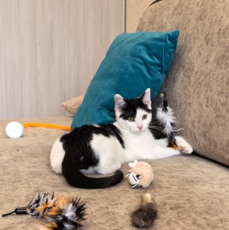 Федя ищет смью, котенок 5 месяцев