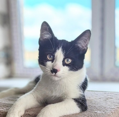 Смешной котёнок Коржик с мухой на носу ищет семью! В дар!, котенок 5 месяцев