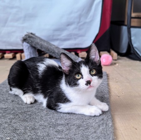 Смешной котёнок Коржик с мухой на носу ищет семью! В дар!, котенок 5 месяцев