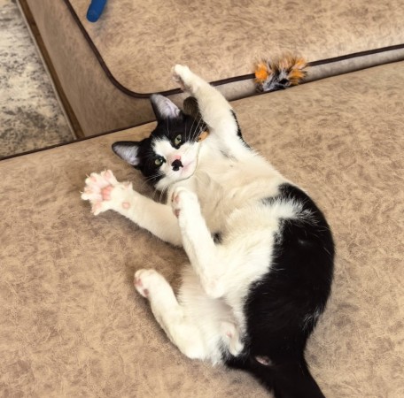 Смешной котёнок Коржик с мухой на носу ищет семью! В дар!, котенок 5 месяцев
