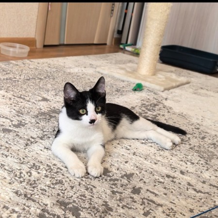 Смешной котёнок Коржик с мухой на носу ищет семью! В дар!, котенок 5 месяцев