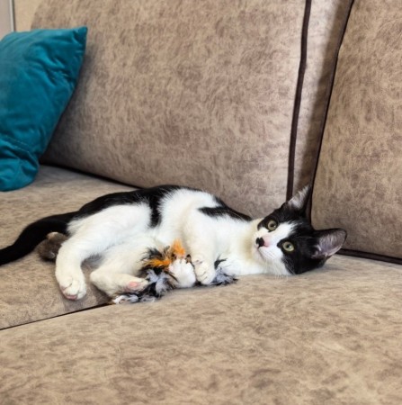 Смешной котёнок Коржик с мухой на носу ищет семью! В дар!, котенок 5 месяцев