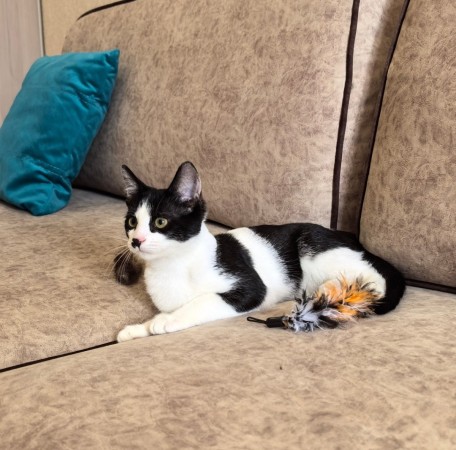 Смешной котёнок Коржик с мухой на носу ищет семью! В дар!, котенок 5 месяцев