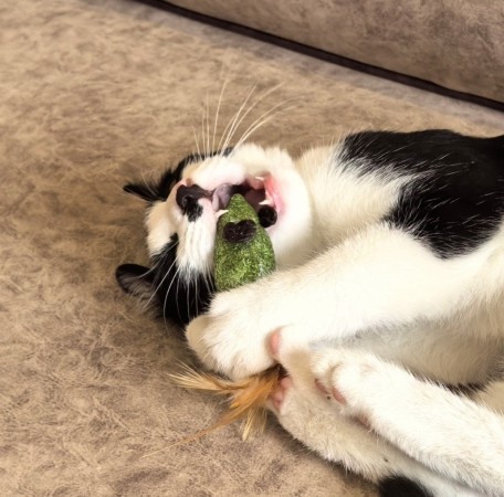 Смешной котёнок Коржик с мухой на носу ищет семью! В дар!, котенок 5 месяцев
