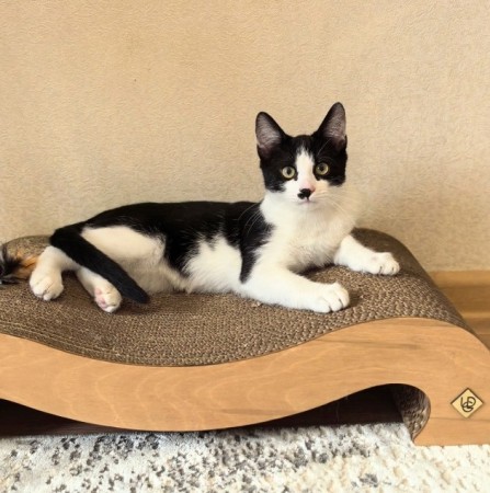 Смешной котёнок Коржик с мухой на носу ищет семью! В дар!, котенок 5 месяцев