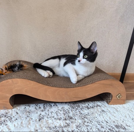 Смешной котёнок Коржик с мухой на носу ищет семью! В дар!, котенок 5 месяцев