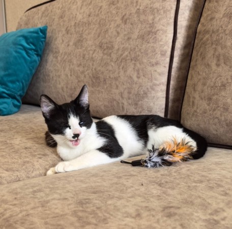 Смешной котёнок Коржик с мухой на носу ищет семью! В дар!, котенок 5 месяцев