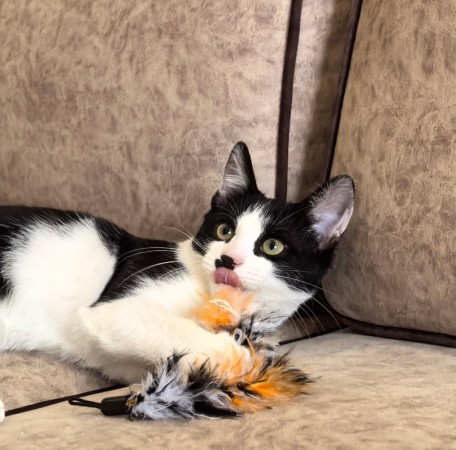Смешной котёнок Коржик с мухой на носу ищет семью! В дар!, котенок 5 месяцев
