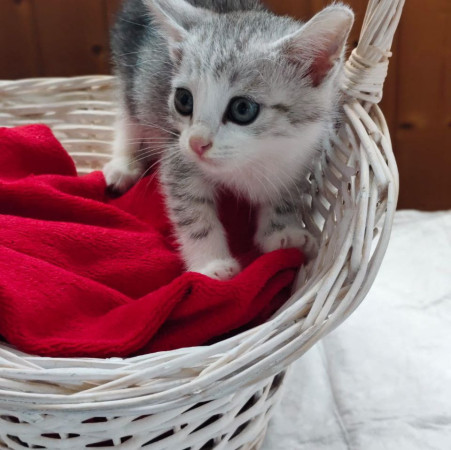 Котята ищут дом. В добрые руки!, котенок 2 месяца
