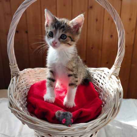 Котята ищут дом. В добрые руки!, котенок 2 месяца