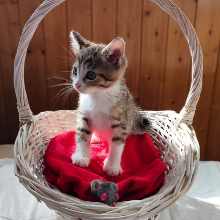 Котята ищут дом. В добрые руки!, котенок 2 месяца