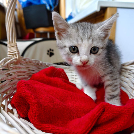 Котята ищут дом. В добрые руки!, котенок 2 месяца