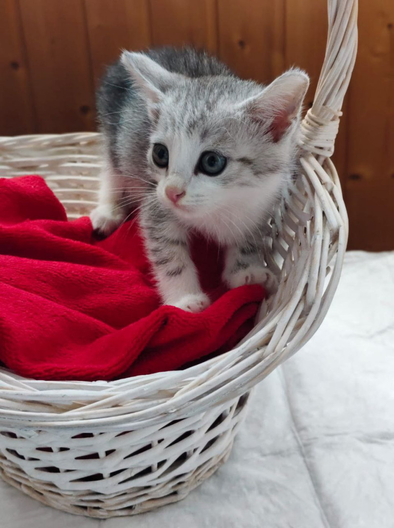 Котята ищут дом. В добрые руки!, котенок 2 месяца