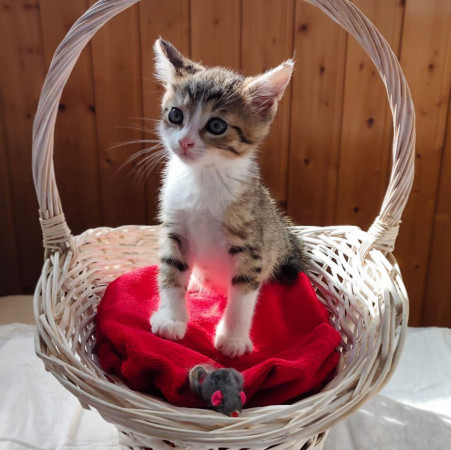 Котята ищут дом. В добрые руки!, котенок 2 месяца