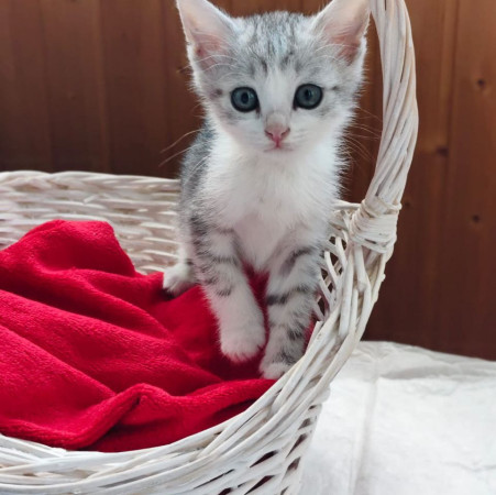 Котята ищут дом. В добрые руки!, котенок 2 месяца