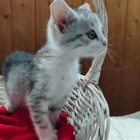 Котята ищут дом. В добрые руки!, котенок 2 месяца