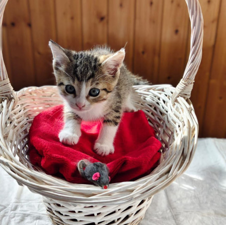 Котята ищут дом. В добрые руки!, котенок 2 месяца