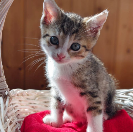 Котята ищут дом. В добрые руки!, котенок 2 месяца