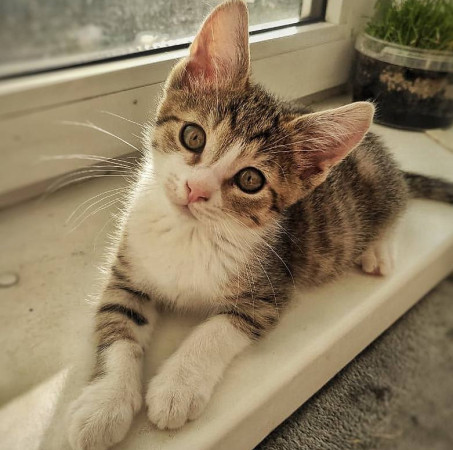 Маленький котик ищет дом! , котенок 2 месяца