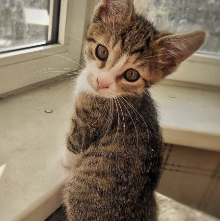 Маленький котик ищет дом! , котенок 2 месяца