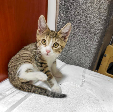 Маленький котик ищет дом! , котенок 2 месяца