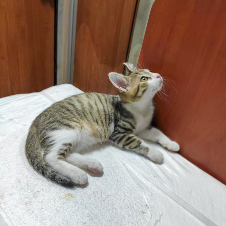 Маленький котик ищет дом! , котенок 2 месяца