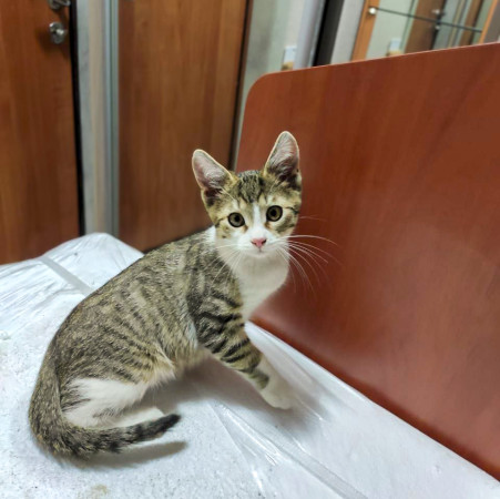 Маленький котик ищет дом! , котенок 2 месяца