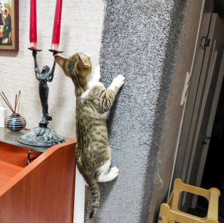 Маленький котик ищет дом! , котенок 2 месяца