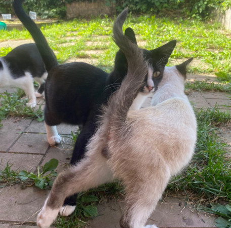 Котята с дачи ищут дом! В дар! , котенок 3 месяца