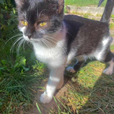 Котята с дачи ищут дом! В дар! , котенок 3 месяца