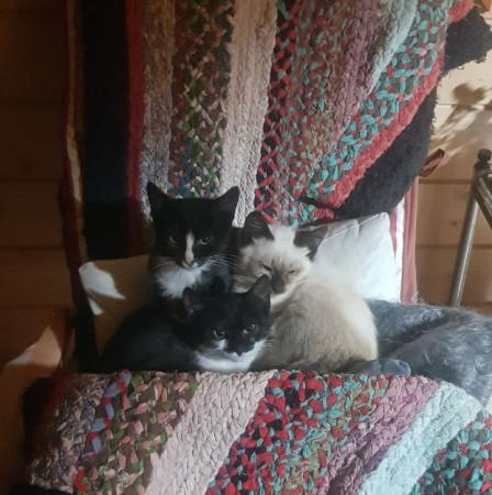 Котята с дачи ищут дом! В дар! , котенок 3 месяца