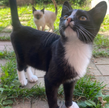 Котята с дачи ищут дом! В дар! , котенок 3 месяца