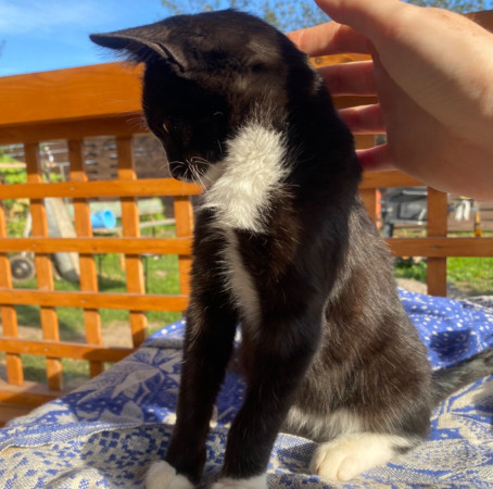 Котята с дачи ищут дом! В дар! , котенок 3 месяца
