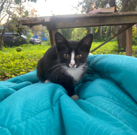 Котята с дачи ищут дом! В дар! , котенок 3 месяца