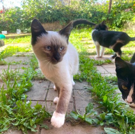 Котята с дачи ищут дом! В дар! , котенок 3 месяца