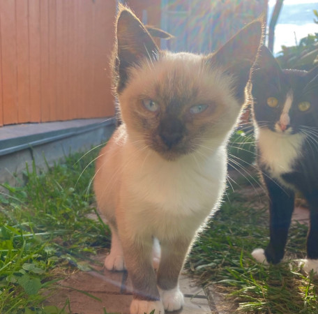 Котята с дачи ищут дом! В дар! , котенок 3 месяца