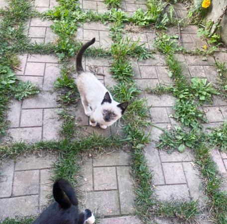 Котята с дачи ищут дом! В дар! , котенок 3 месяца