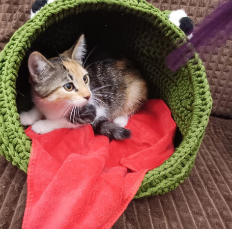 Котята 2 девочки ищут семью. В добрые руки! , Полосатый, Медведково, Кошка в хорошие руки
