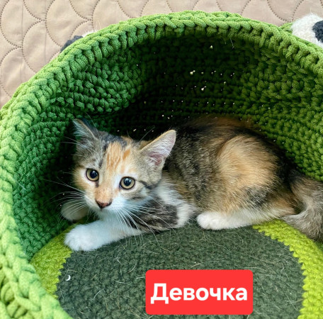 Котята 2 девочки ищут семью. В добрые руки! , Полосатый, Медведково, Кошка в хорошие руки