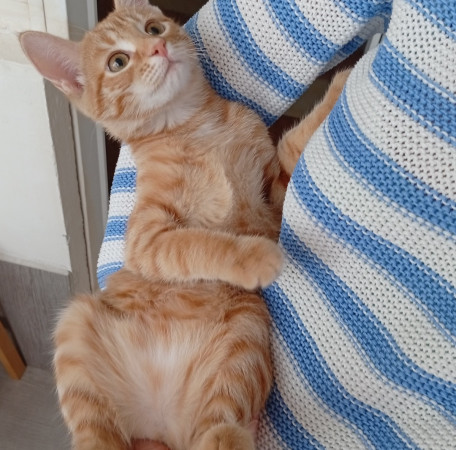 Котенок девочка Белка в добрые руки. В дар! , котенок 4 месяца