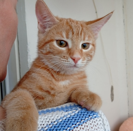 Котенок девочка Белка в добрые руки. В дар! , котенок 4 месяца